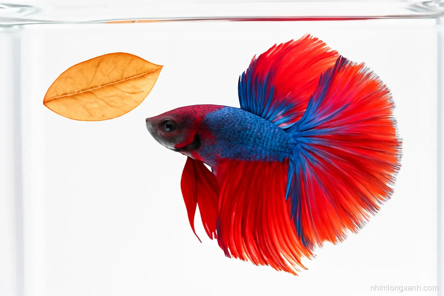 Macro close-up of a vivid red and royal blue betta fish flaring its long fins beside a floating almond leaf in a clear glass tank, bright white backdrop