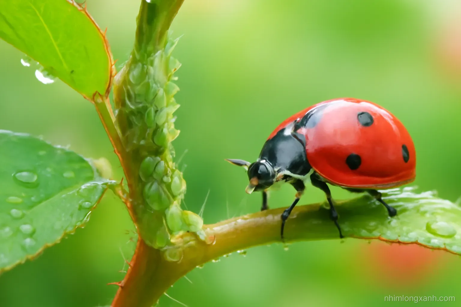 Macro close-up of green aphids clustered on a tender rose stem with a ladybug approaching, droplets on leaves, bright soft-focus garden background, vivid green and red tones