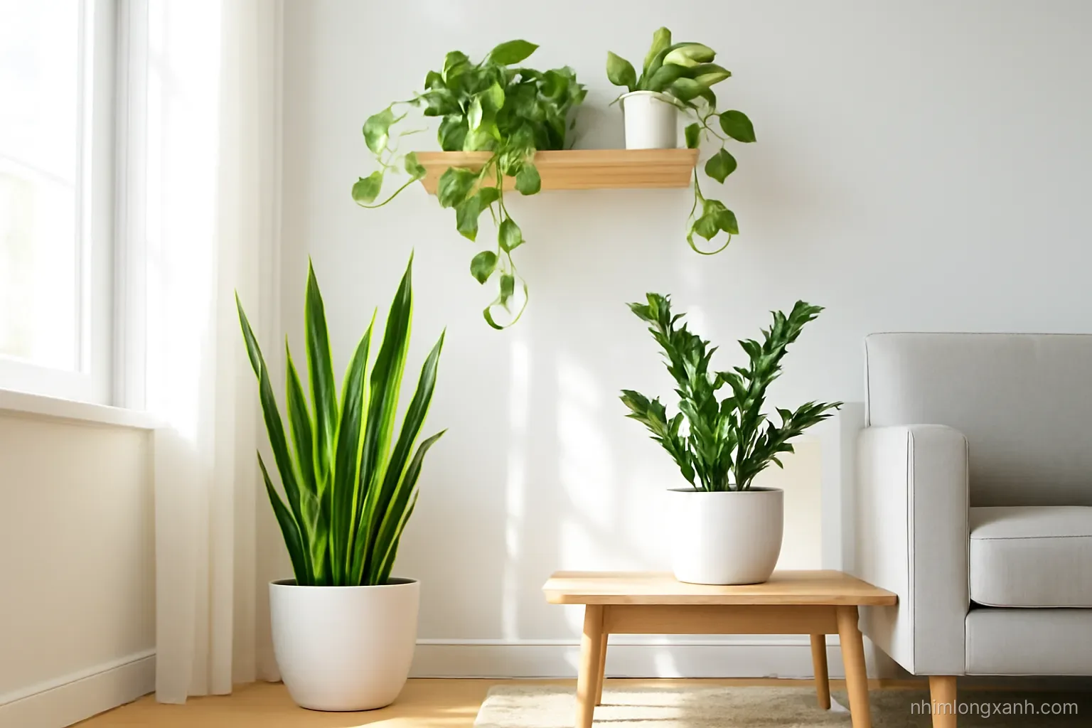 Low angle view of a bright minimalist Vietnamese living room corner with a snake plant, a pothos trailing from a shelf and a ZZ plant in white ceramic pots, soft daylight