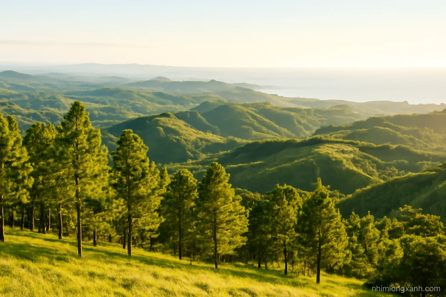 Wide landscape photo from a low hilltop showing layered terrain: pine ridges in the foreground, green coffee hills in the middle and a distant hazy coastline, golden late afternoon light