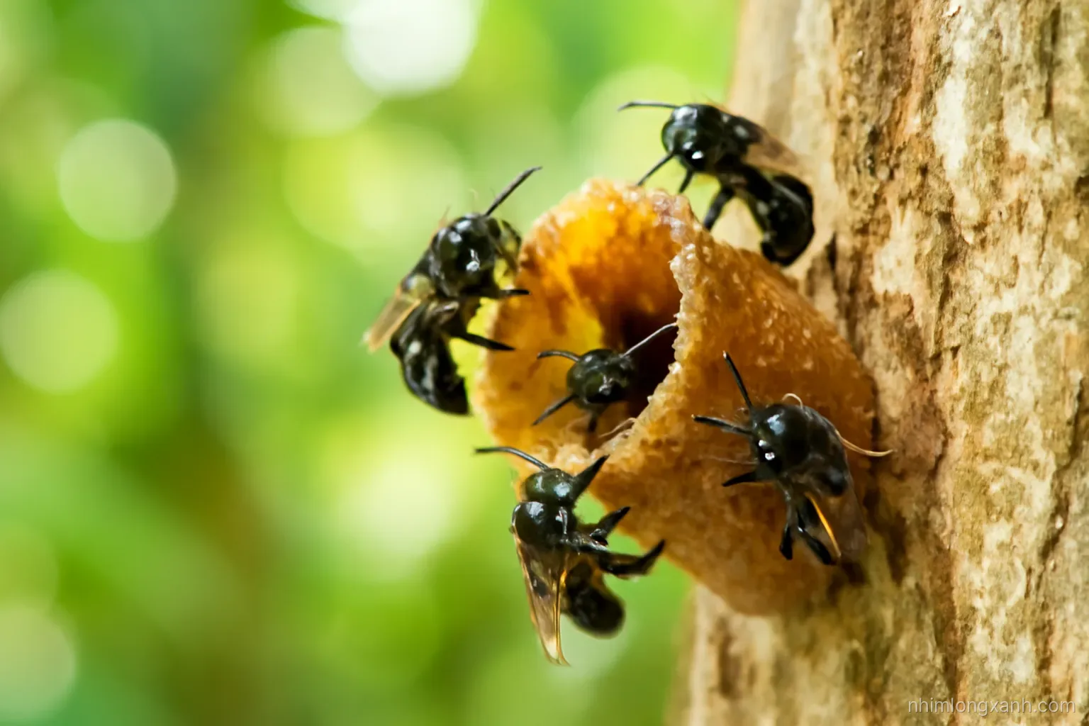 Extreme macro of tiny dark stingless bees gathering at a waxy brown entrance tube on a tree trunk, lush tropical garden blurred behind, bright dappled sunlight, deep green and amber